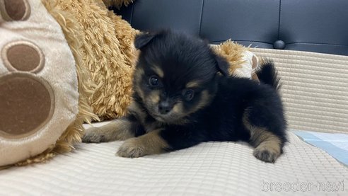 成約済の兵庫県のポメチワ:ポメラニアン×チワワ-348621の5枚目